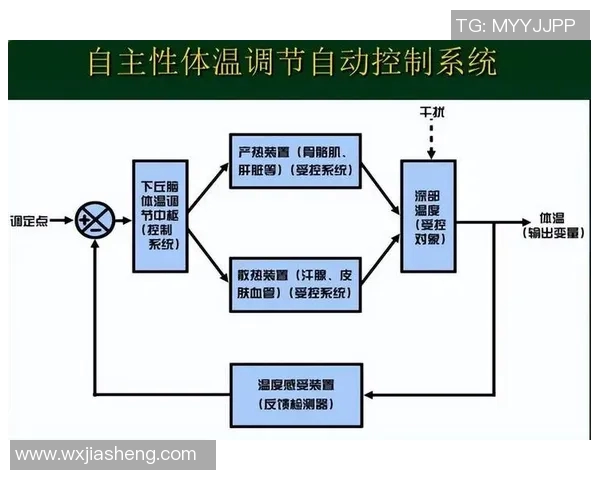 高强度有氧运动对人体体温调节机制的影响及其生理意义探讨